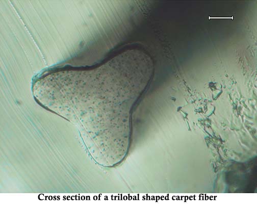 Fiber cross section